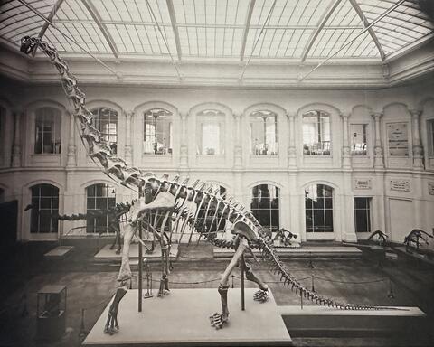 Fotografie Lichthof 1937 mit den frisch aufgestellten Saurierskeletten, MfN, HBSB, Pal. Mus. B III 141.