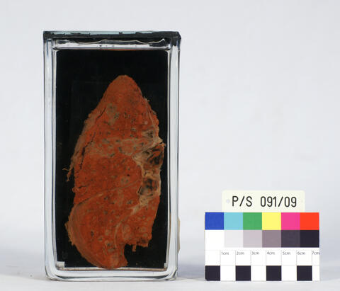 Eisenstaublunge, Foto: Philip Eichhorn