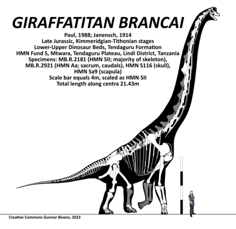 Composite skeletal reconstruction of Giraffatitan brancai, using all the material described by Janensch (1922, 1935, 1950, 1961), scaled to paralectotype MB.R.2181 (HMN SII). Scale silhouette is myself.