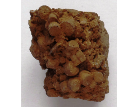 Enchriniten_GNG_02560_KSW_02